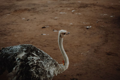 High angle view of bird on land