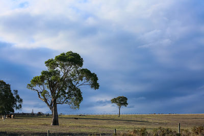 Trees on field against sky