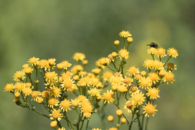 Close-up of bee on yellow flowers blooming in field