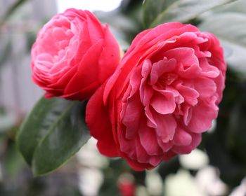 Close-up of pink rose