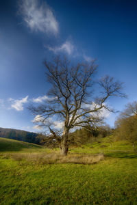 Tree on field against sky