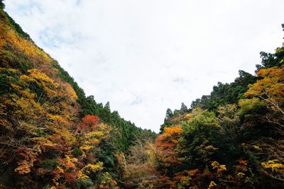 Low angle view of trees against sky