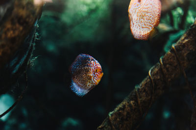 Close-up of jellyfish swimming in sea