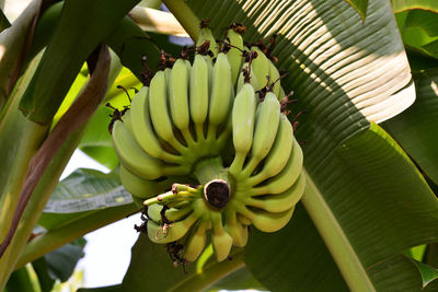 Close-up of banana on plant