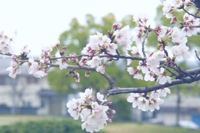 Close-up of cherry blossoms on tree