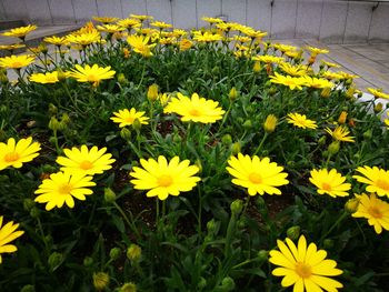 High angle view of yellow flowers on field