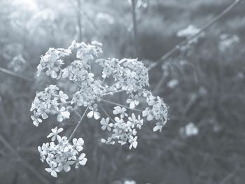 Close-up of flowers on tree