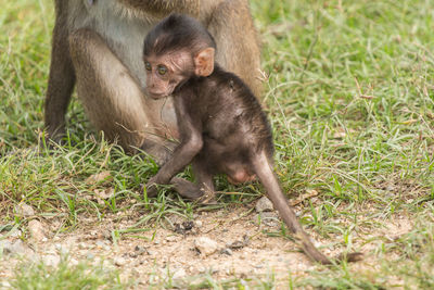 Long-tailed macaque with infant in zoo