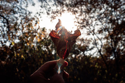 Close-up of hand holding maple leaf