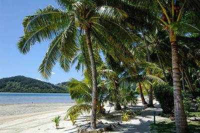 Palm trees by sea against sky