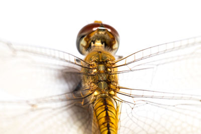 Close-up of insect on white background