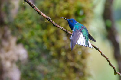 Close-up of bird perching on branch