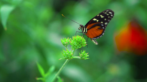 Close-up of butterfly pollinating on flower