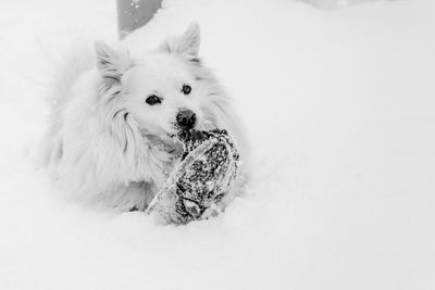 Portrait of dog lying down on snow