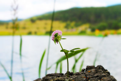 Close-up of flowering plant in lake
