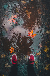 High angle view of koi carps swimming in water