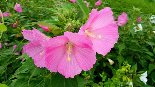 Close-up of purple flowers in park