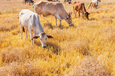 Horses grazing in a field