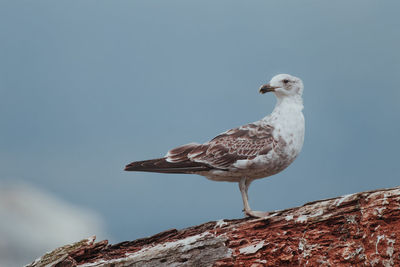 Close-up of seagull perching on wood