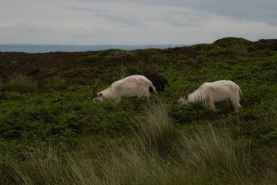 Wildlife beauty on lundy island