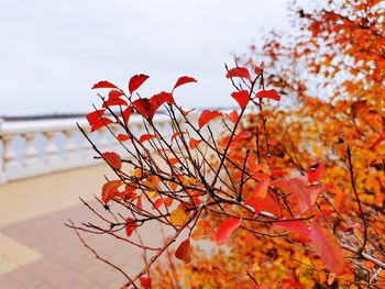 Close-up of red maple leaves on plant during autumn