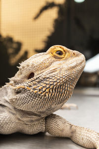 Close-up of iguana on table