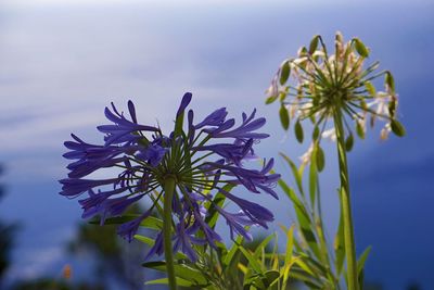 Close-up of flowering plant against sky