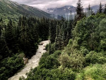 Panoramic view of pine trees in forest against sky