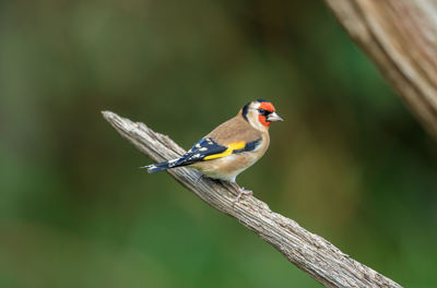 Close-up of bird perching on leaf