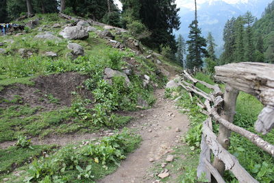 Footpath amidst trees in forest