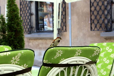 Sparrow perching on green chair against building