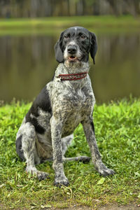 Portrait of dog on field