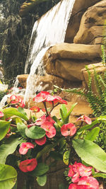 Close-up of flowers on rock by water