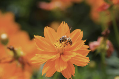 Close-up of bee on flower