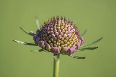 Close-up of purple flowers