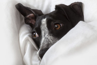 Close-up of dog lying on bed