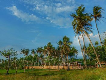 Palm trees on field against sky