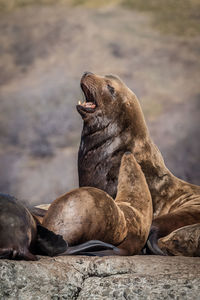 Group of sea lions on rock at sea