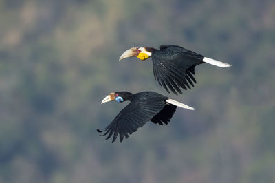 Bird flying in the sky