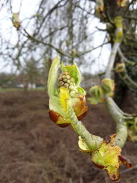 Close-up of flowering plant