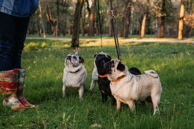 Dog walking. professional dog walker walking dogs in autumn sunset park. walking 