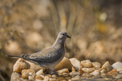 Close-up of bird perching on rock