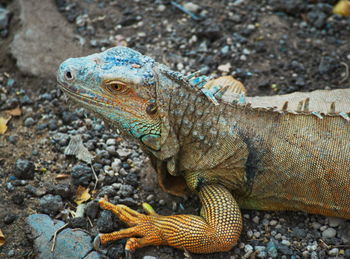 Close-up of lizard on rock