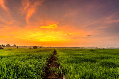 Scenic view of field against sky during sunset