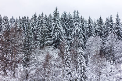 Snow covered trees in forest against sky