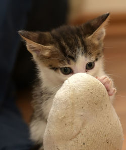 Close-up portrait of a cat