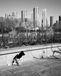 Dog on bridge in city against clear sky