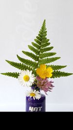 Close-up of flowering plant against white background