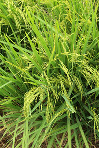 Full frame shot of plants growing on field