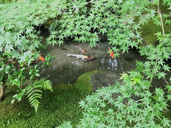 High angle view of ducks swimming in water